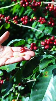 Ad by TrueStart Coffee